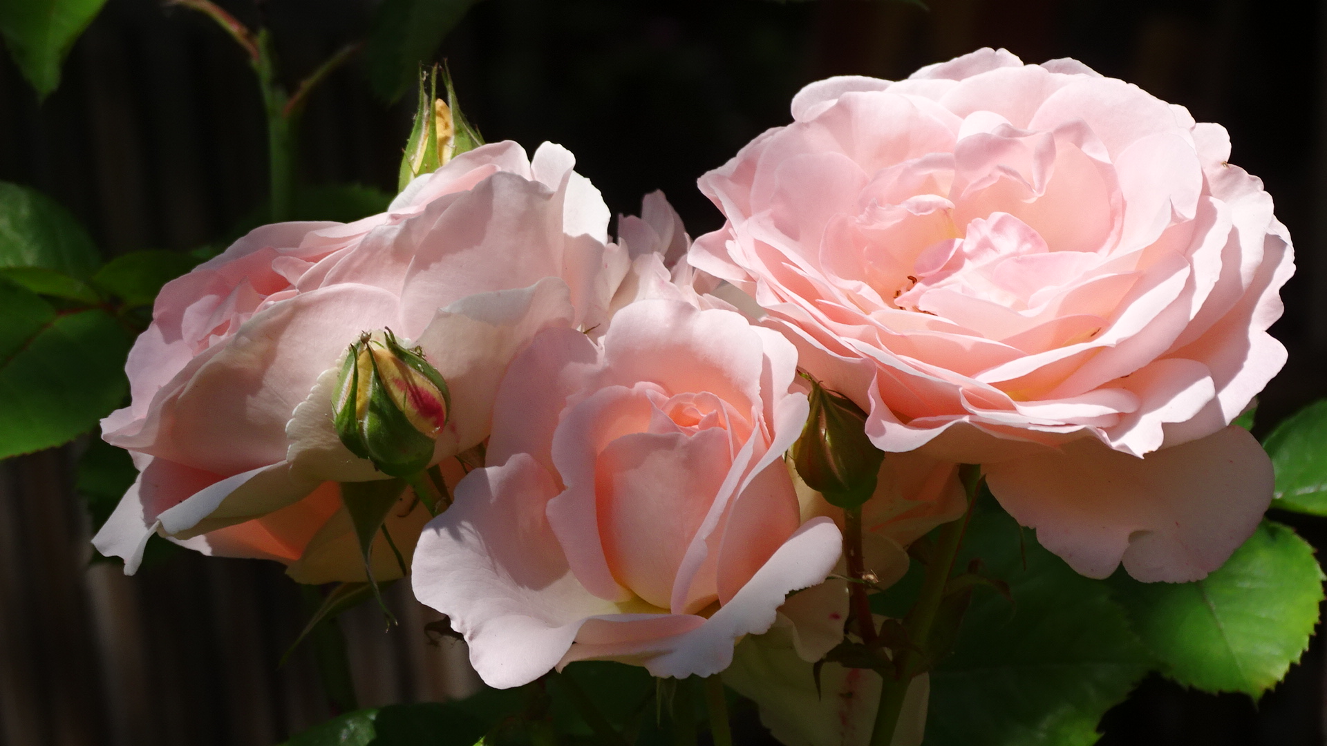 Klassiker Juni mit seiner Hauptpracht den Rosen