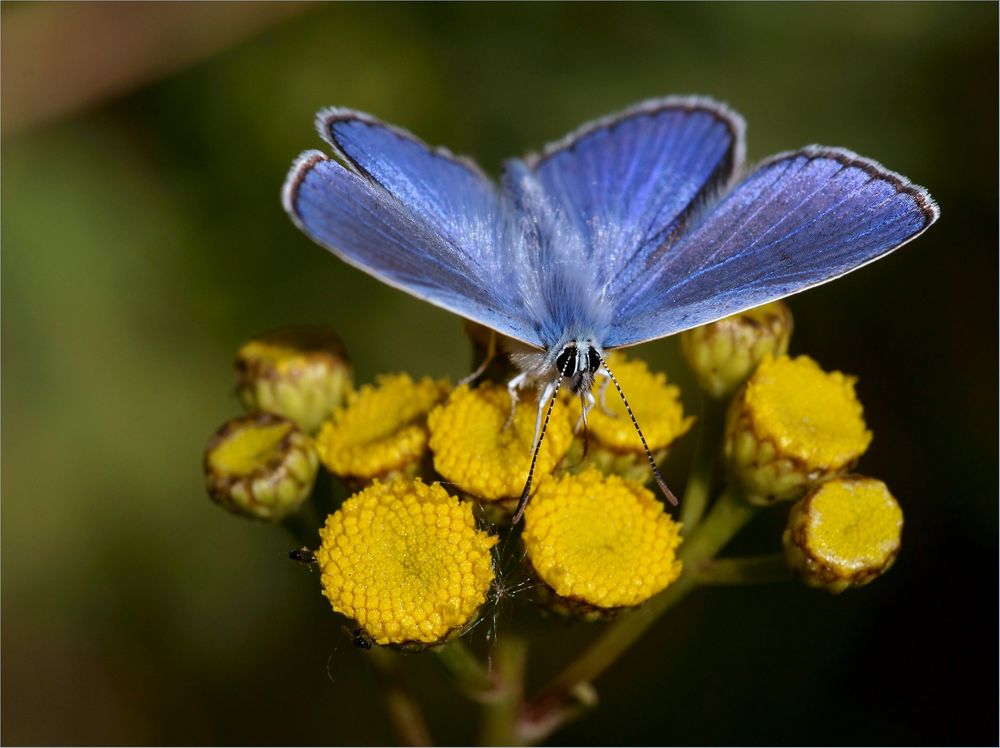 Klassisch blau auf gelben Rainfarn