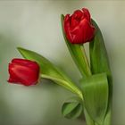 Klassisch - einfach rote Tulpen...