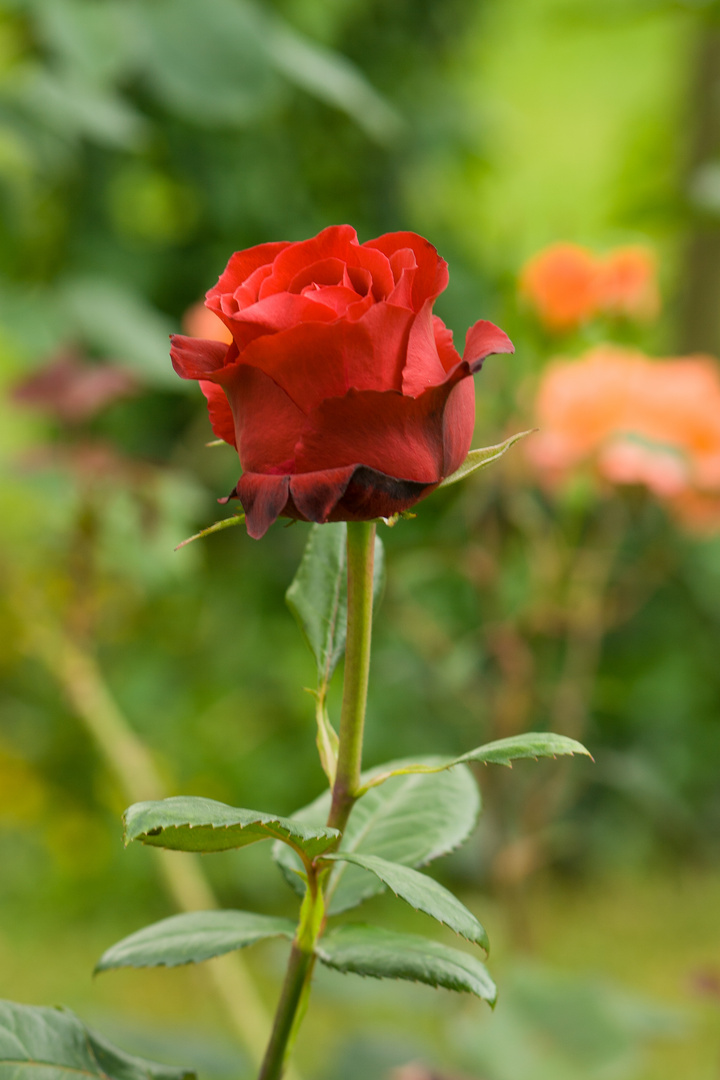 klassische rote Rose