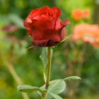 klassische rote Rose
