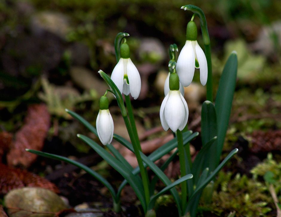 klassische Winterblüten