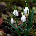 klassische Winterblüten