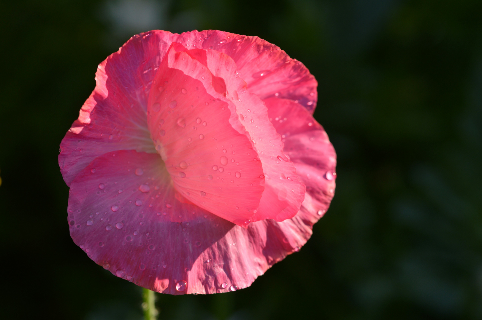 Klatsch dem Mohn Beifall-3