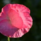 Klatsch dem Mohn Beifall-3