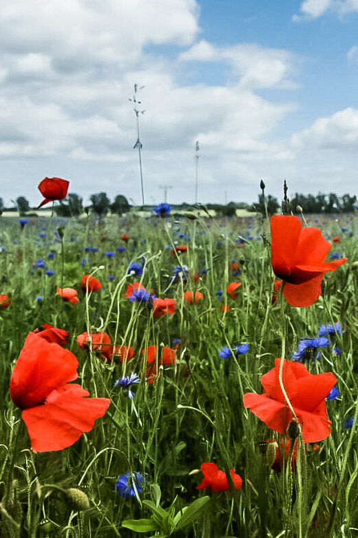 Klatsch den Mohn 