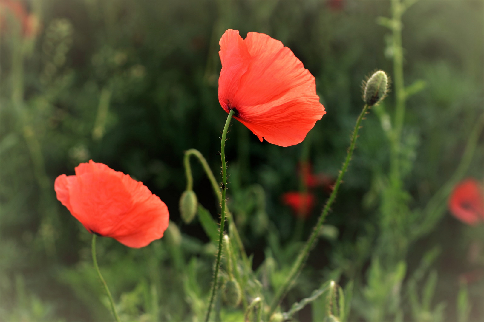 Klatsch-Mohn