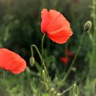 Klatsch-Mohn