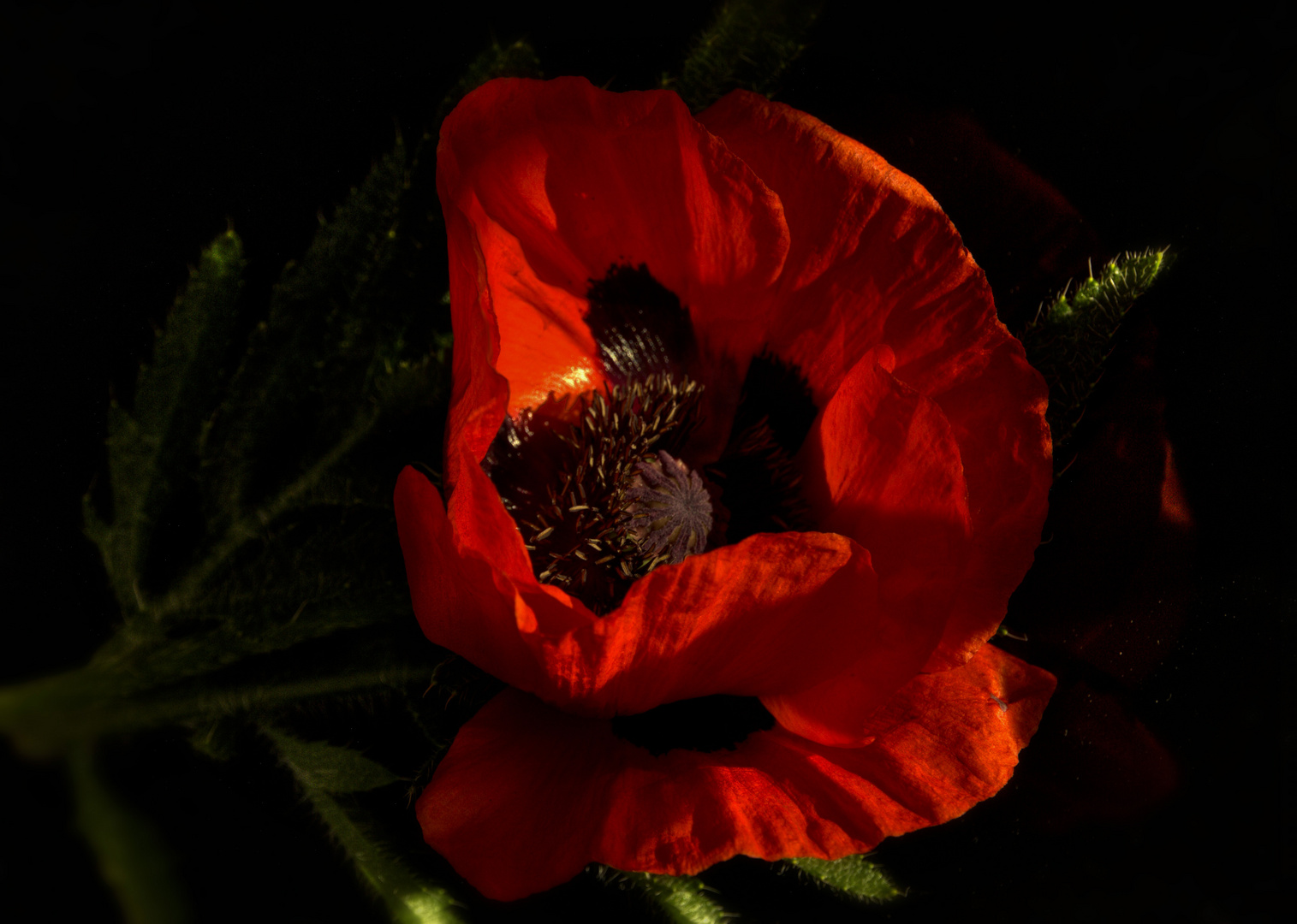 Klatsch-Mohn