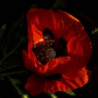 Klatsch-Mohn