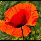 - Klatsch Mohn 2 - ( Papaver rhoeas )