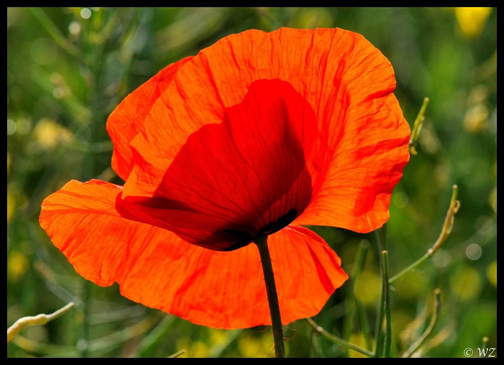 - Klatsch Mohn 2 - ( Papaver rhoeas )