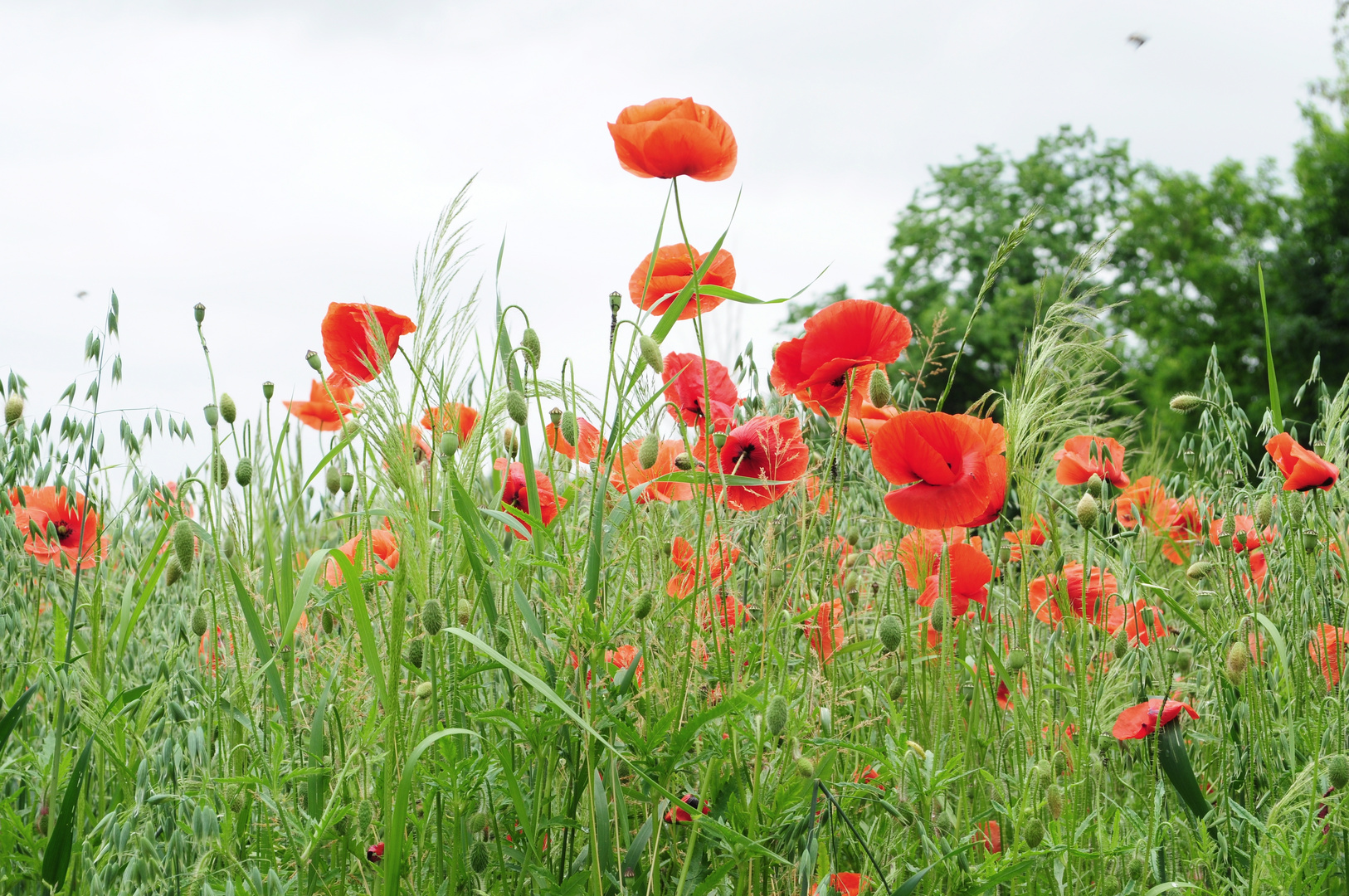 Klatsch Mohn