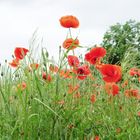 Klatsch Mohn