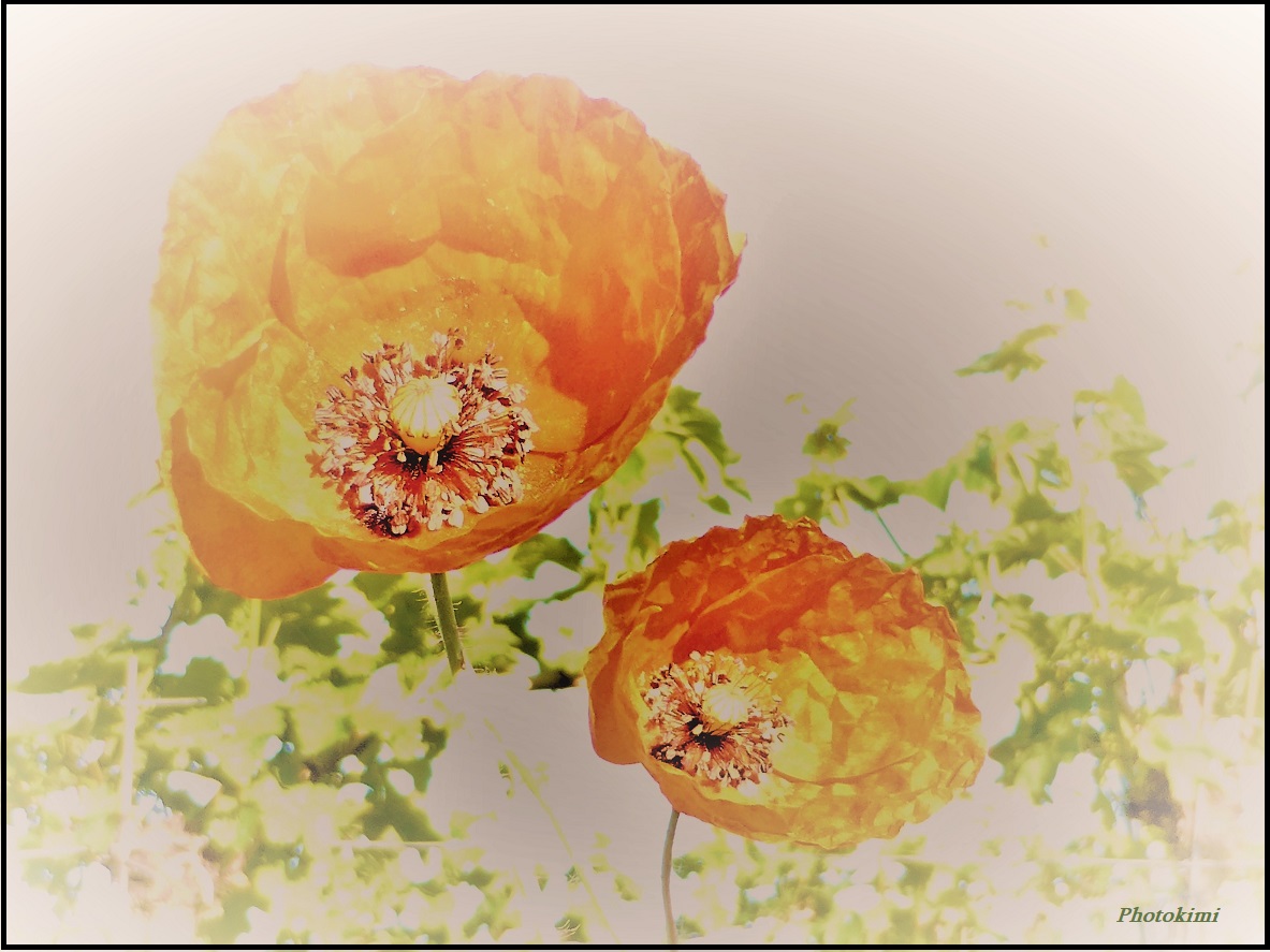 Klatsch-Mohn