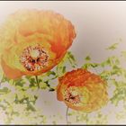 Klatsch-Mohn