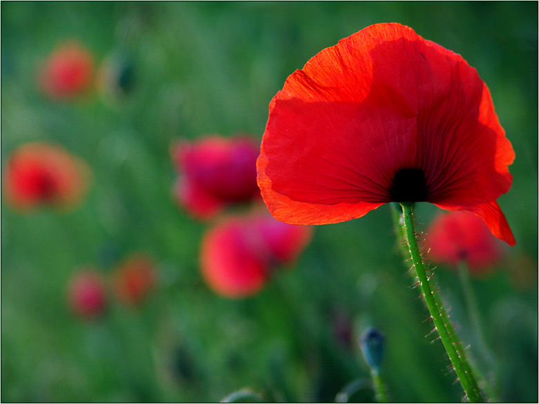 Klatsch-Mohn...