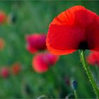 Klatsch-Mohn...