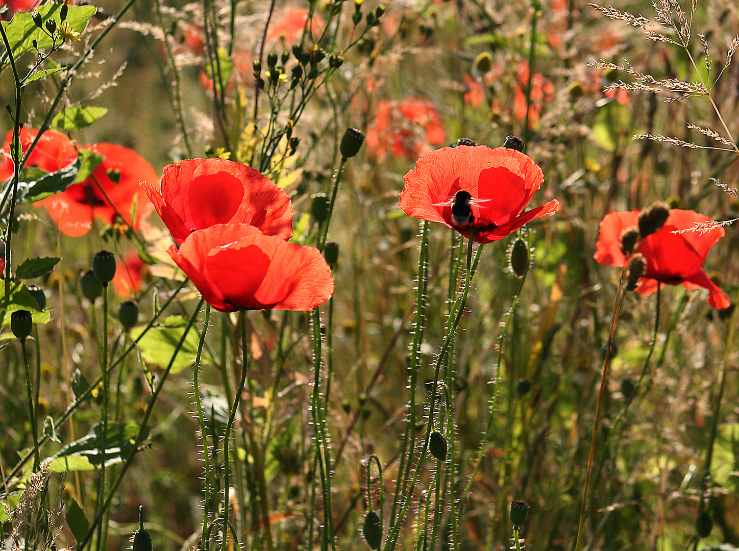 Klatsch-Mohn