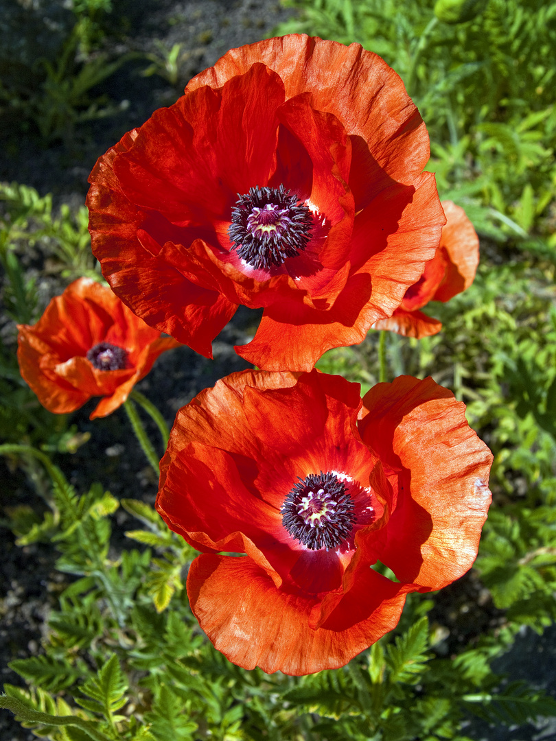 Klatsch Mohn