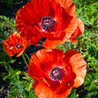 Klatsch Mohn