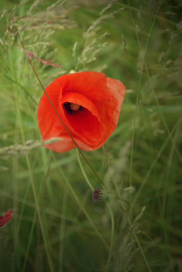 Klatsch & Mohn