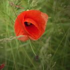 Klatsch & Mohn