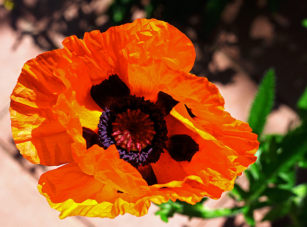 " Klatsch-Mohn "