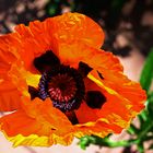 " Klatsch-Mohn "