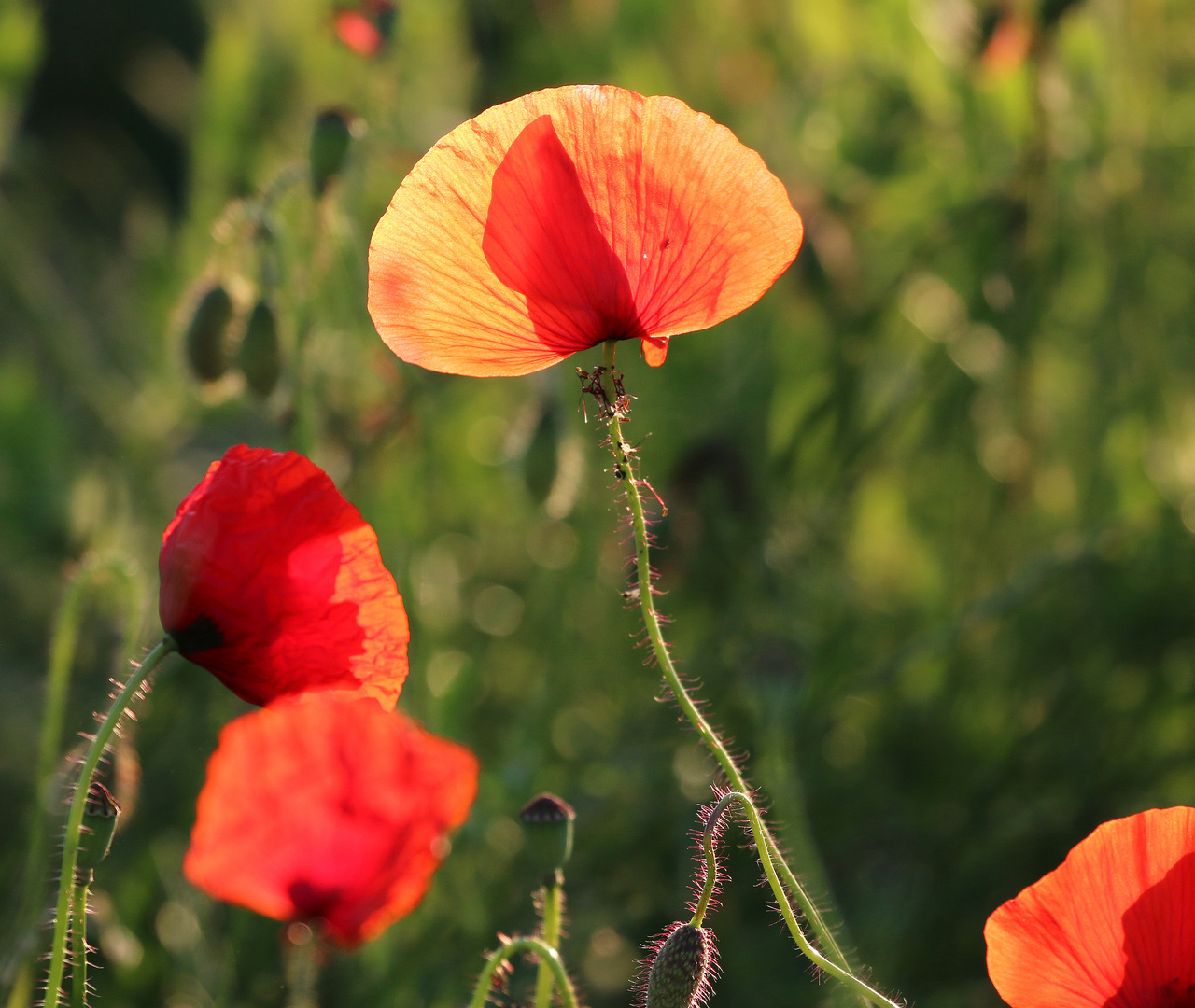 Klatsch - Mohn ...