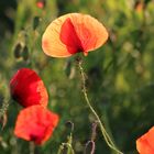 Klatsch - Mohn ...