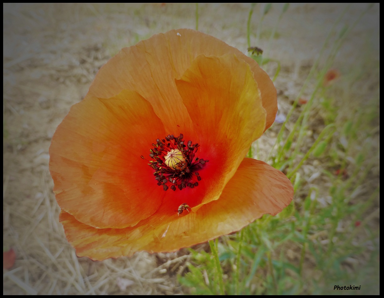 Klatsch-Mohn