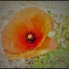 Klatsch-Mohn