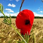 Klatsch-Mohn-