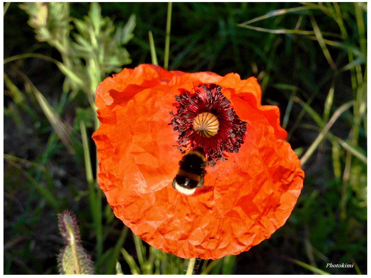 Klatsch-Mohn