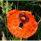 Klatsch-Mohn