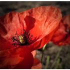 Klatsch-Mohn