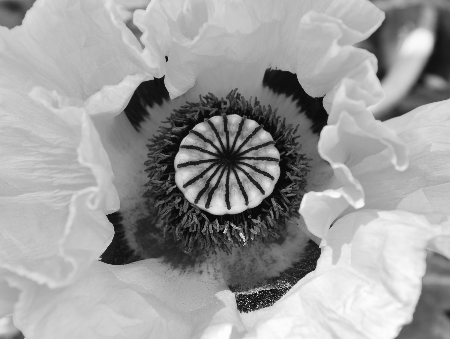 Klatsch …… mohn