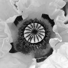 Klatsch …… mohn