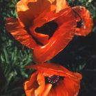 (Klatsch)? Mohn