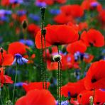 Klatsch Mohn......