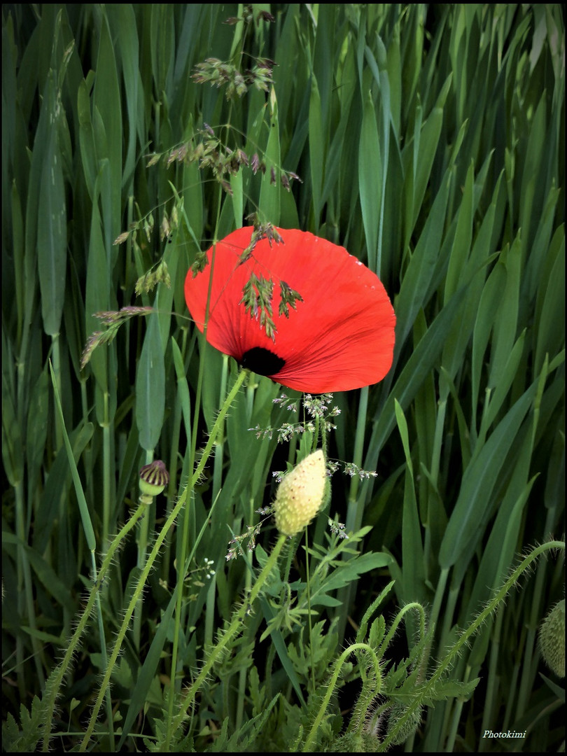 Klatsch-Mohn am Feldweg