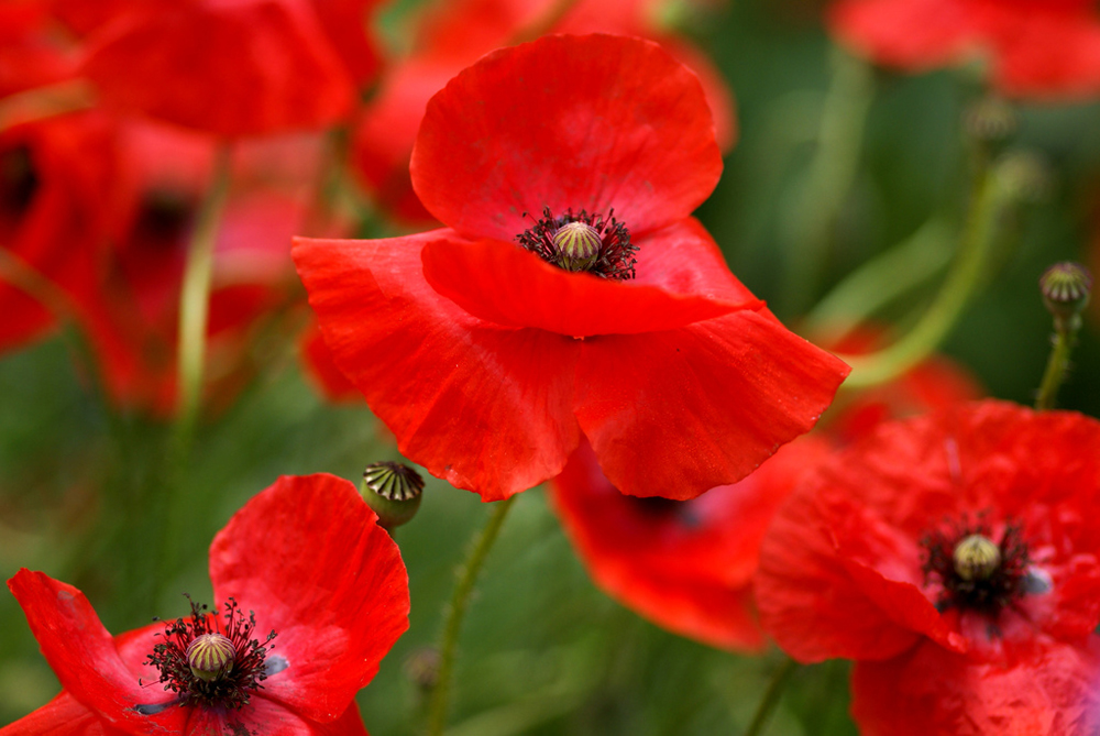 Klatsch´... Mohn! von Die Hobbyknipserin 