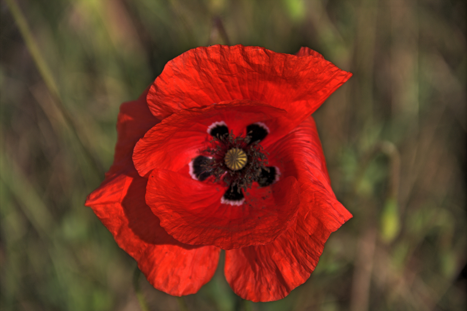 Klatsch - Mohn - Blüte