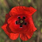 Klatsch - Mohn - Blüte