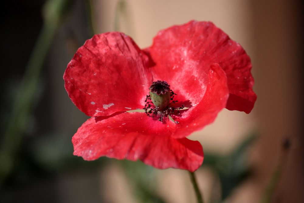 Klatsch-Mohn