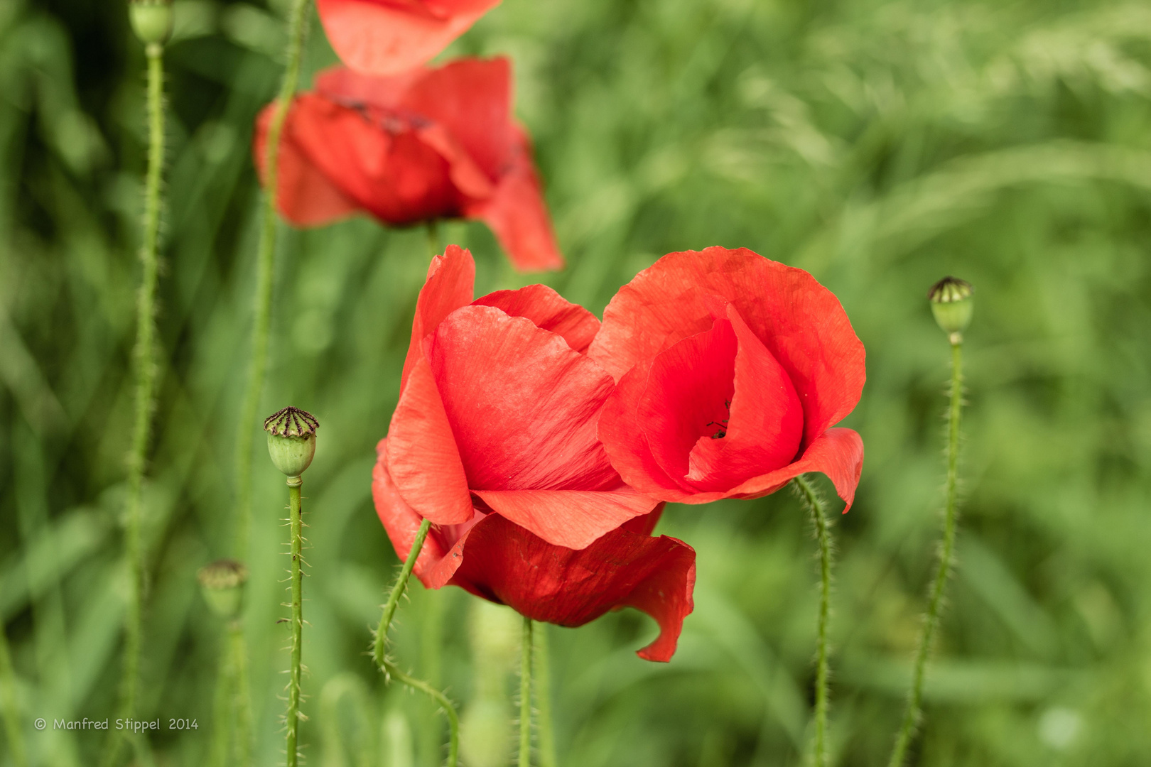 Klatsch-Mohn