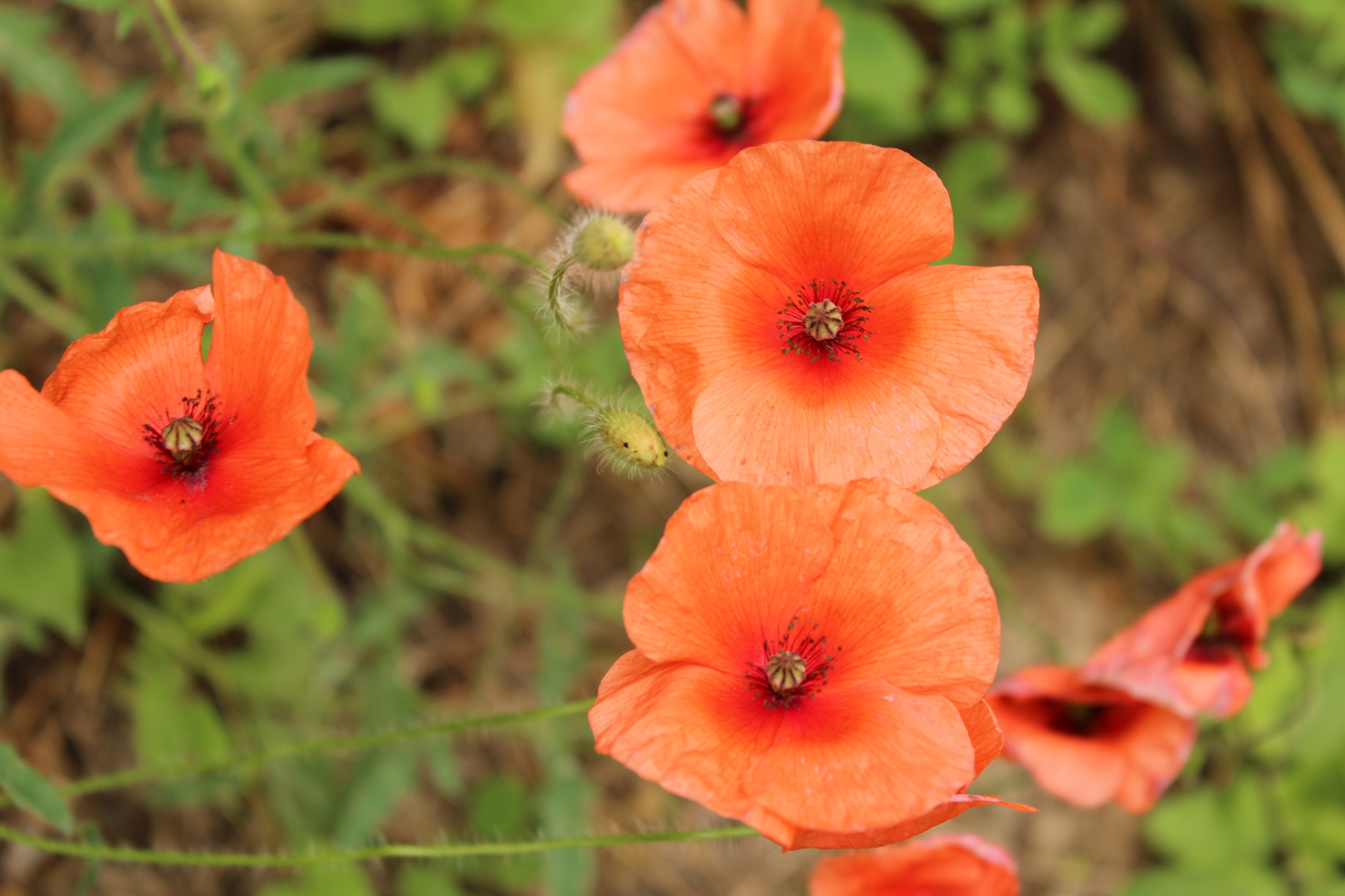 Klatsch- Mohn