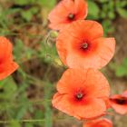 Klatsch- Mohn