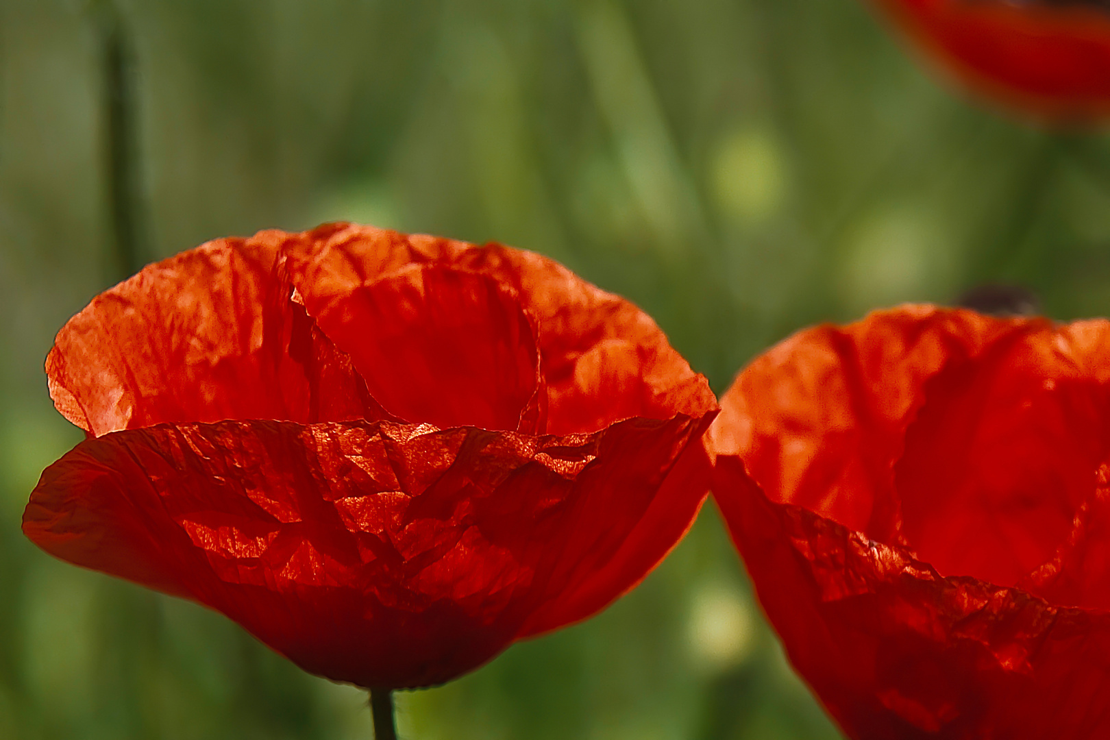 Klatsch-Mohn